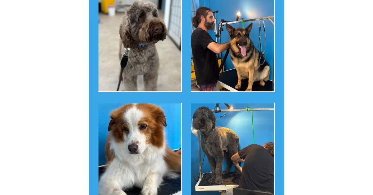 Dog grooming photos from The Paw Centre in Berowra