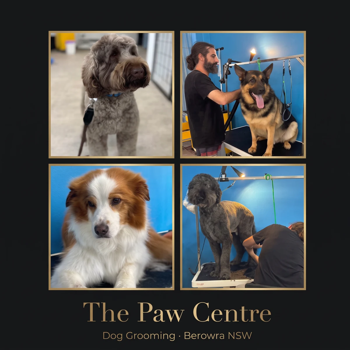 Four dog grooming photos at The Paw Centre in Berowra