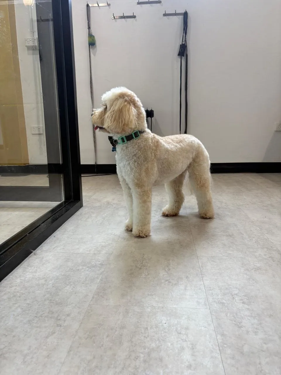 Apricot doodle in a neat all-over trim