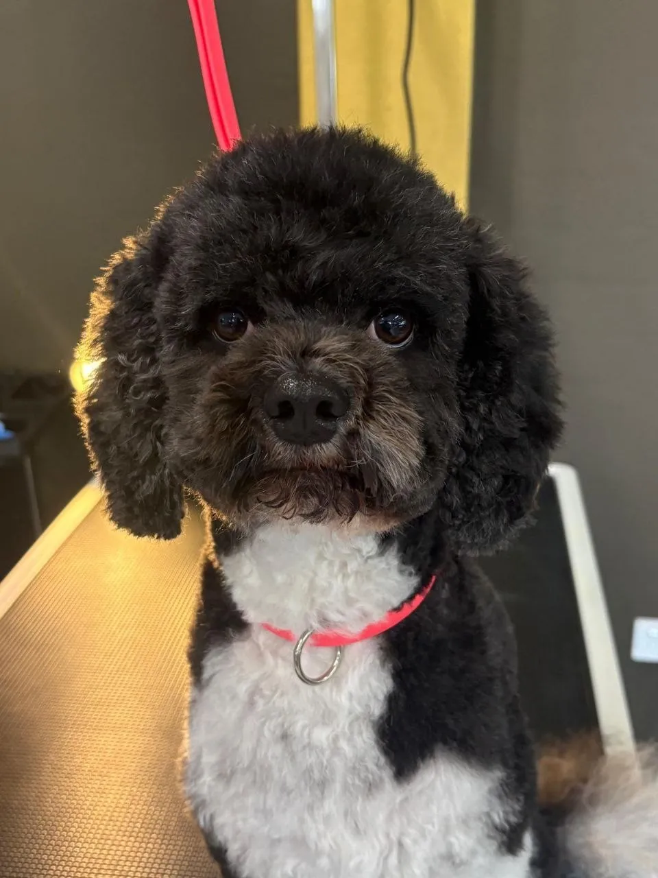 Black and white poodle cross with a rounded face