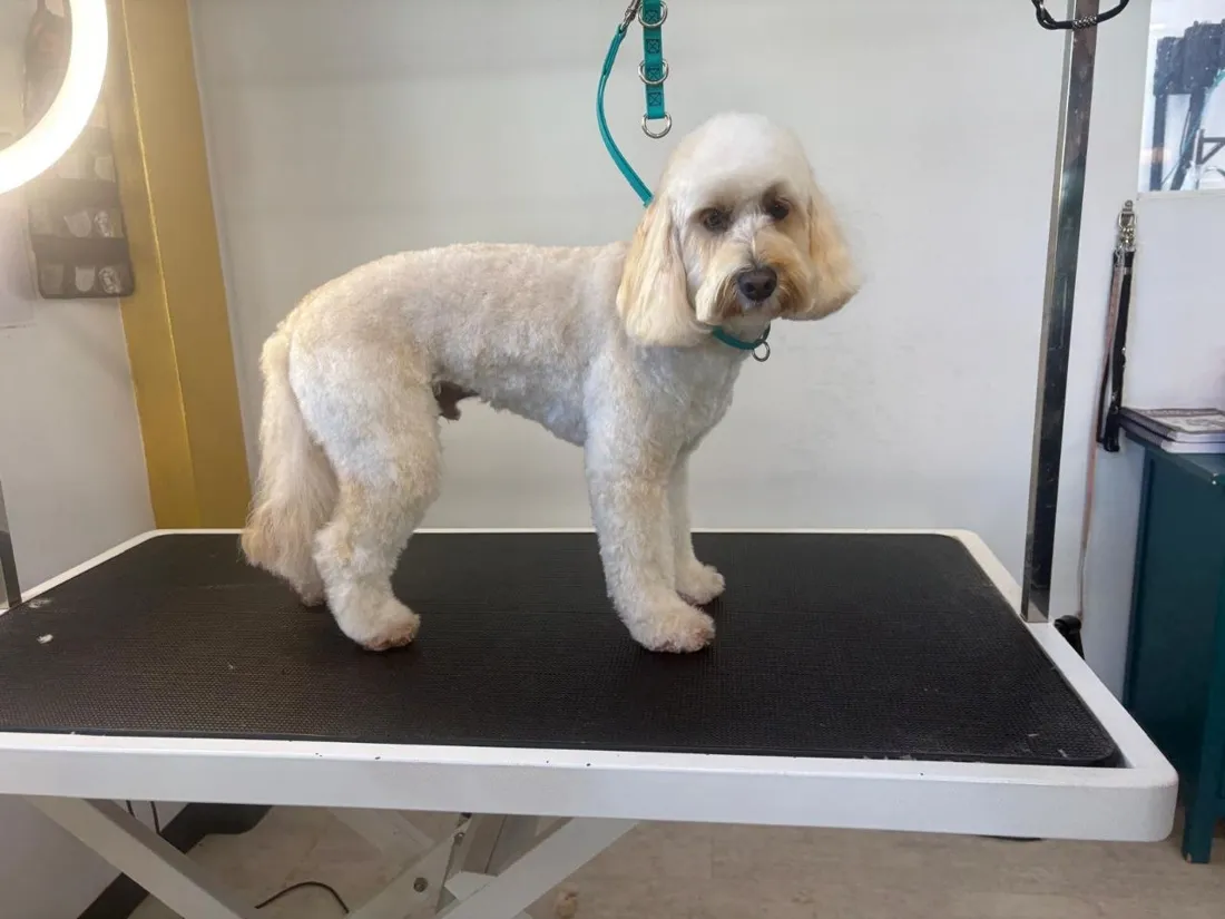 Cream cavoodle standing on the grooming table after a trim