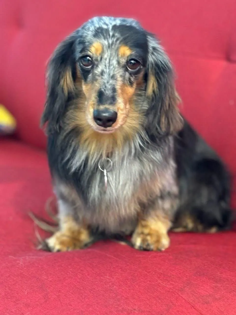 Long-haired dapple dachshund after a bath and tidy