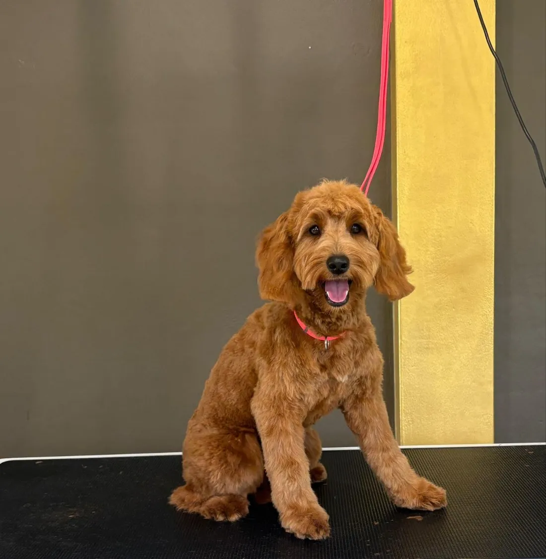 Red cavoodle after a groom