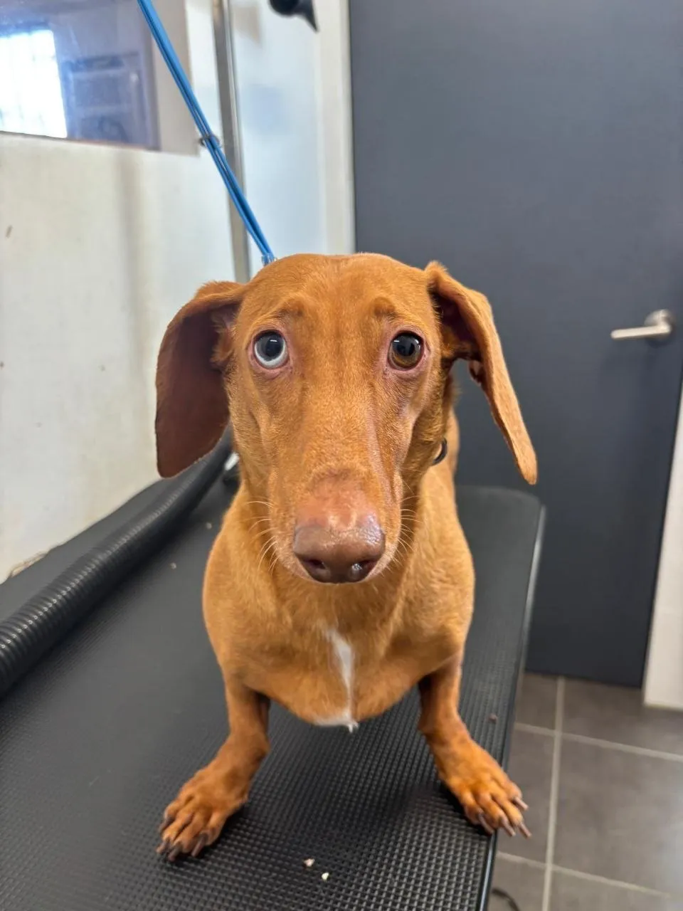 Short-haired red dachshund after a bath