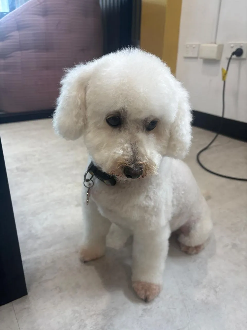 White poodle cross with a rounded teddy face