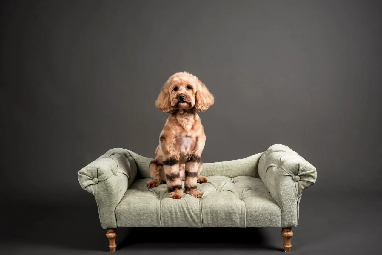 Groomed cavoodle with colour stripes sitting on a green chaise in the studio