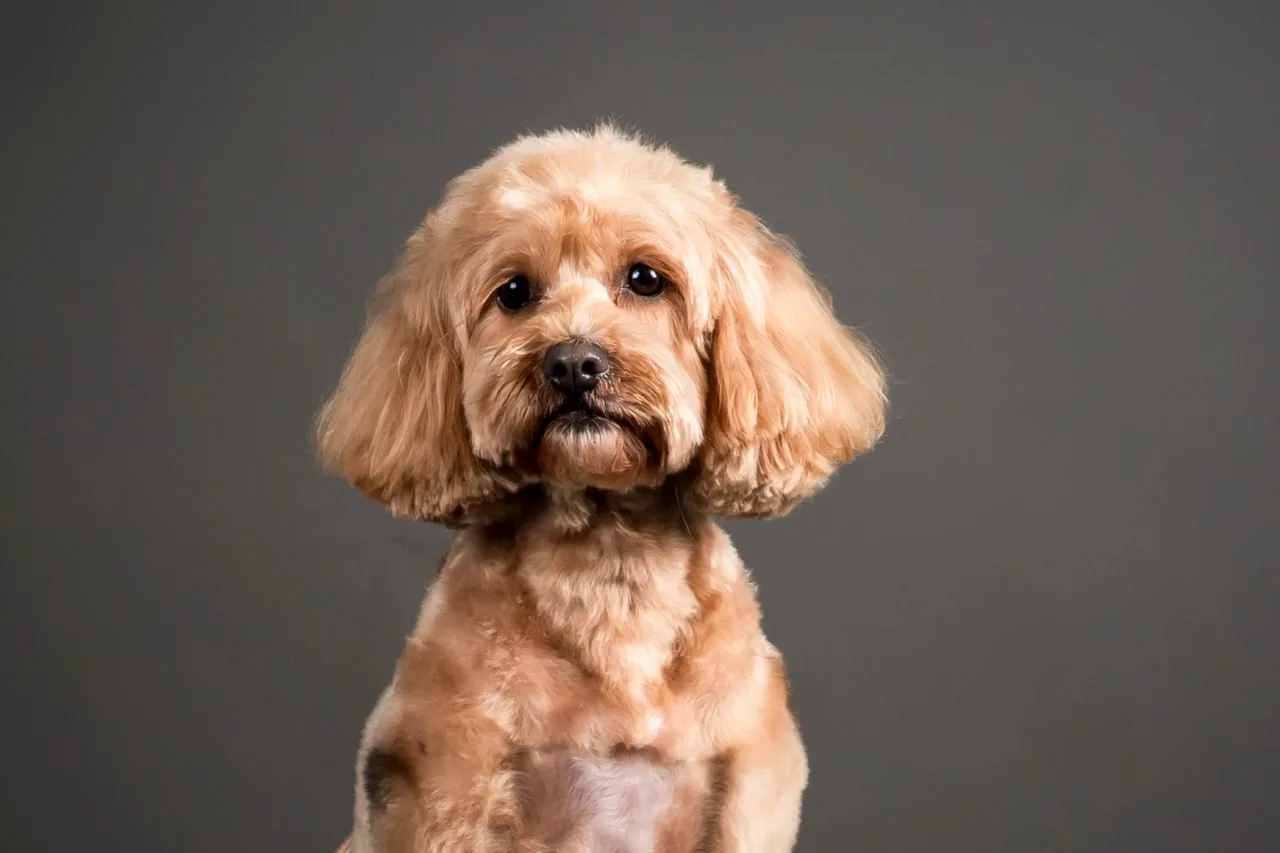 Close-up studio portrait of an apricot cavoodle