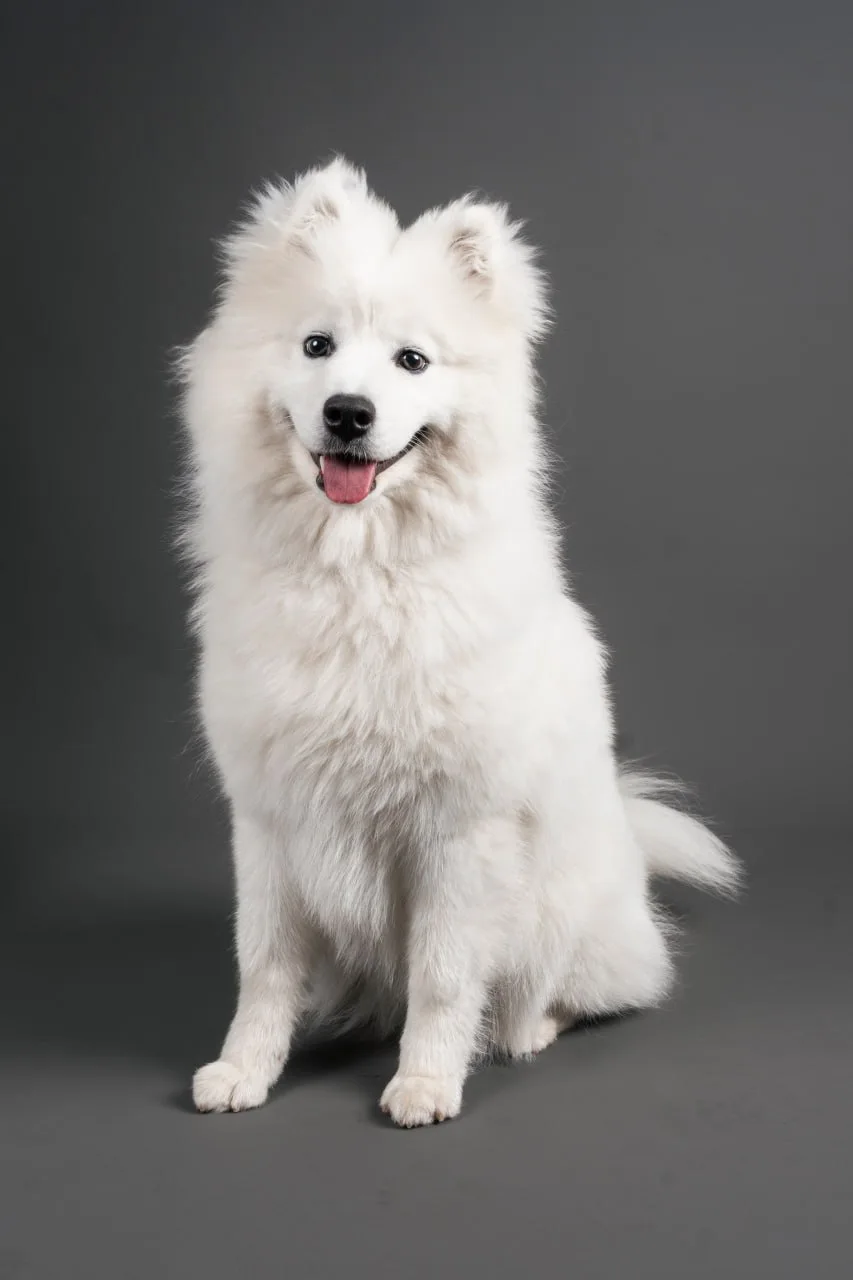 White Samoyed portrait in The Paw Centre studio