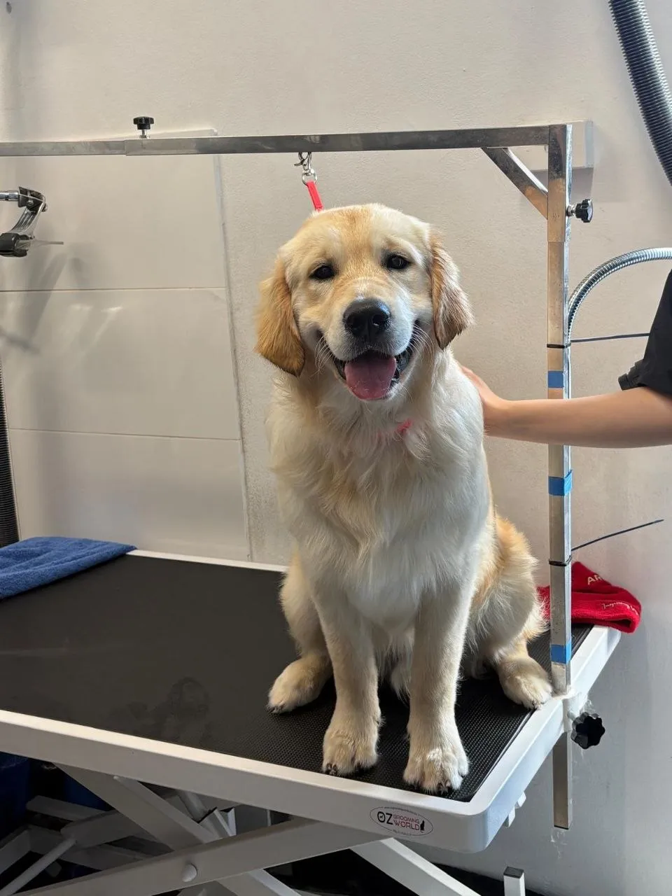 Golden retriever on the grooming table at The Paw Centre