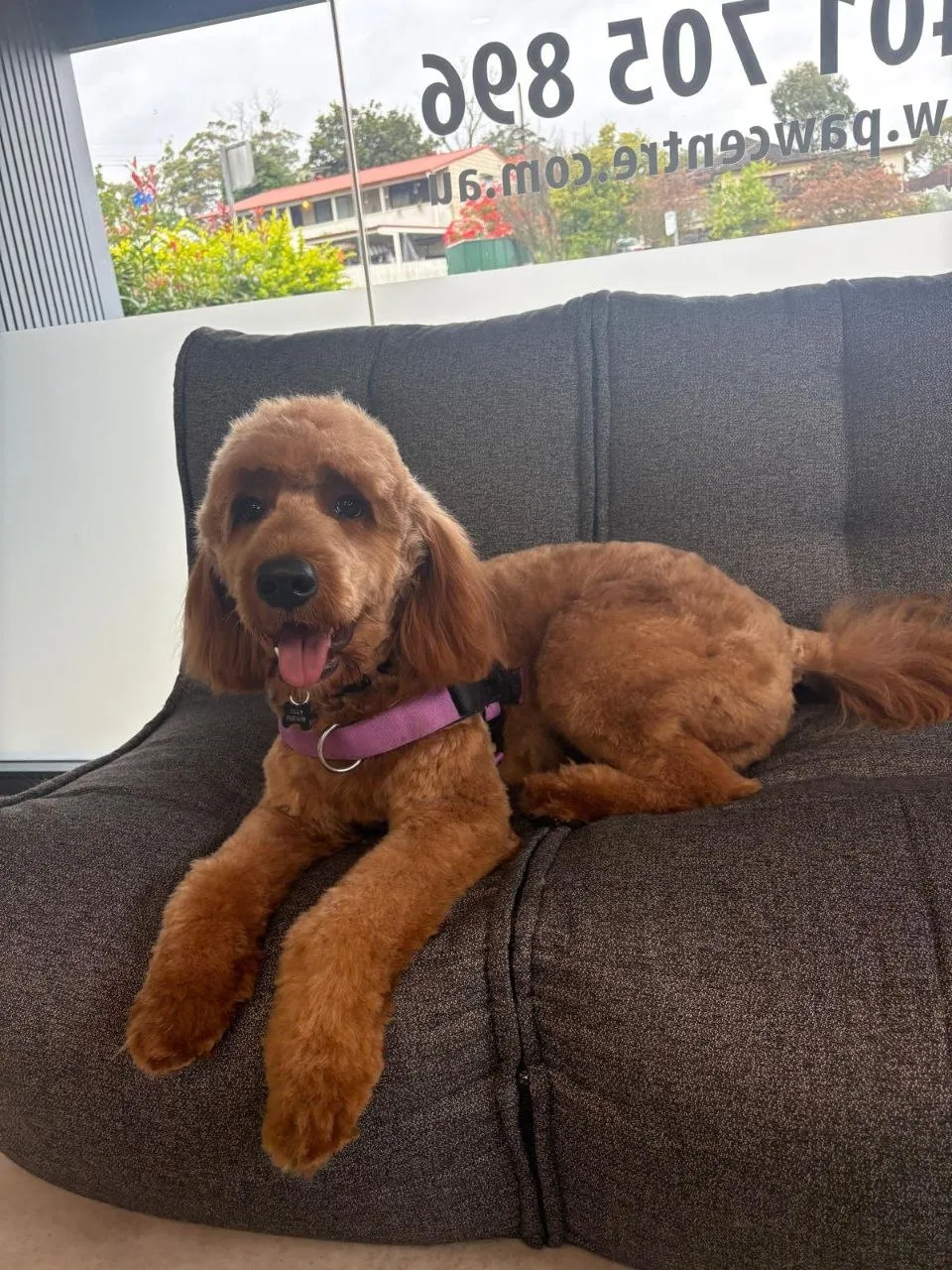 Red doodle relaxing on the lounge by the salon window