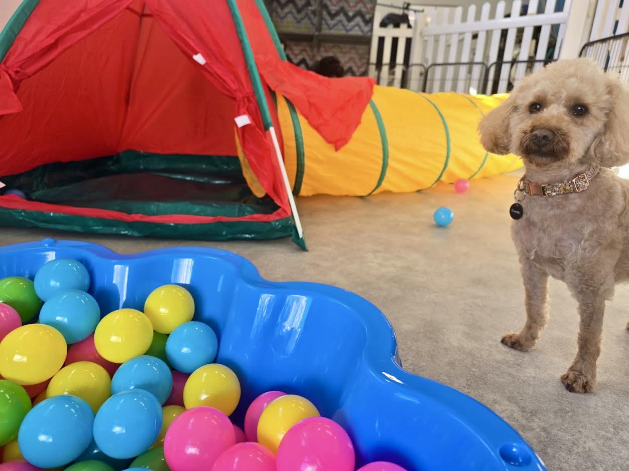 Dog enjoying Stay 'n' Play at The Paw Centre with ball pit, colorful balls, and play tunnel equipment at our Berowra salon
