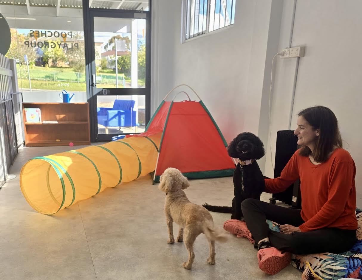Dogs socializing during Stay 'n' Play at The Paw Centre Berowra with staff member and play equipment